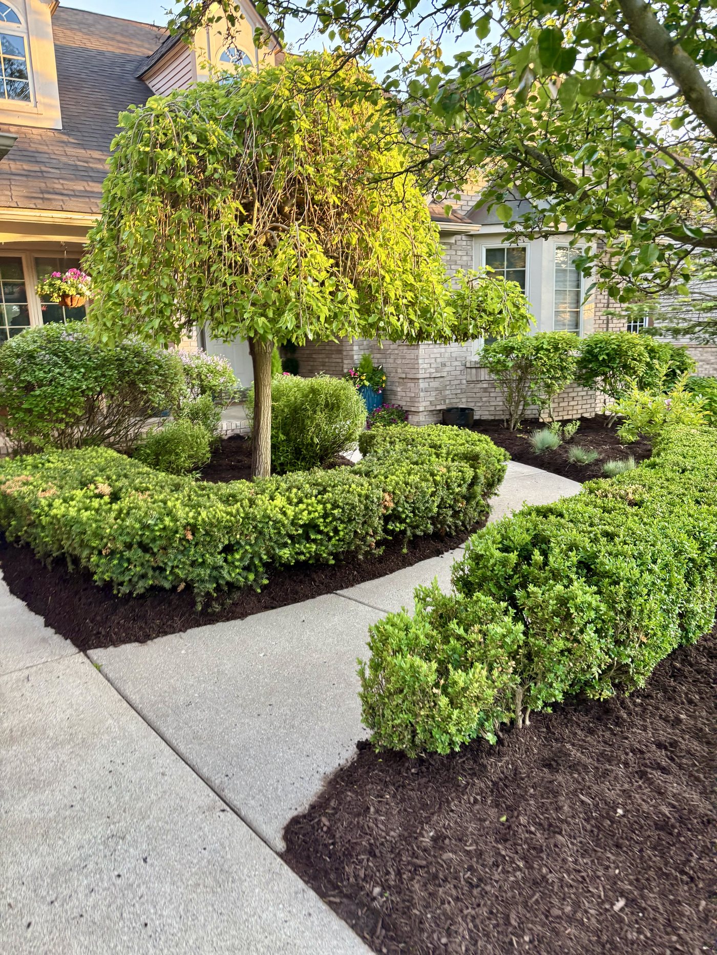 Trimmed shrubs and walkway