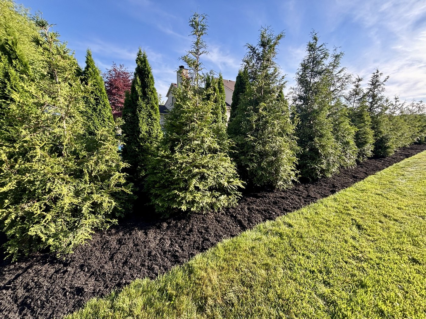 Privacy trees and mulch landscaping